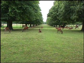 An avenue of lime trees in the park