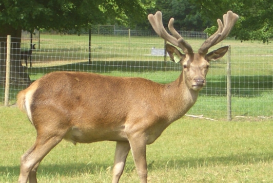Hutton June 2005