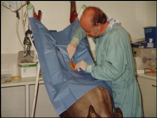 A hind undergoing ET surgery in the CDC facilities