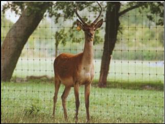A yearling stag from the Leopould II line, who was exported to NZ