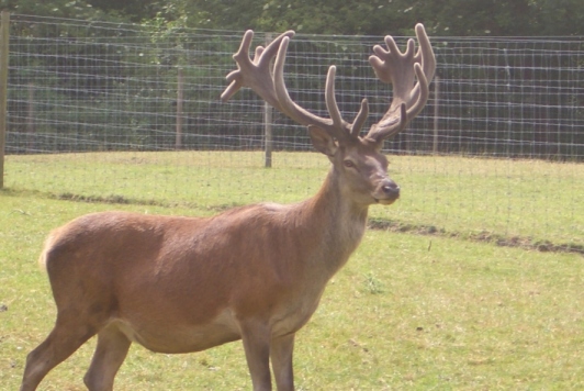 Jonty June 2005