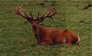 Polarus on loan from Gunton Park in 1995.
