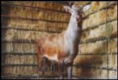 Pure Romanian Stag imported to CDC in 1993